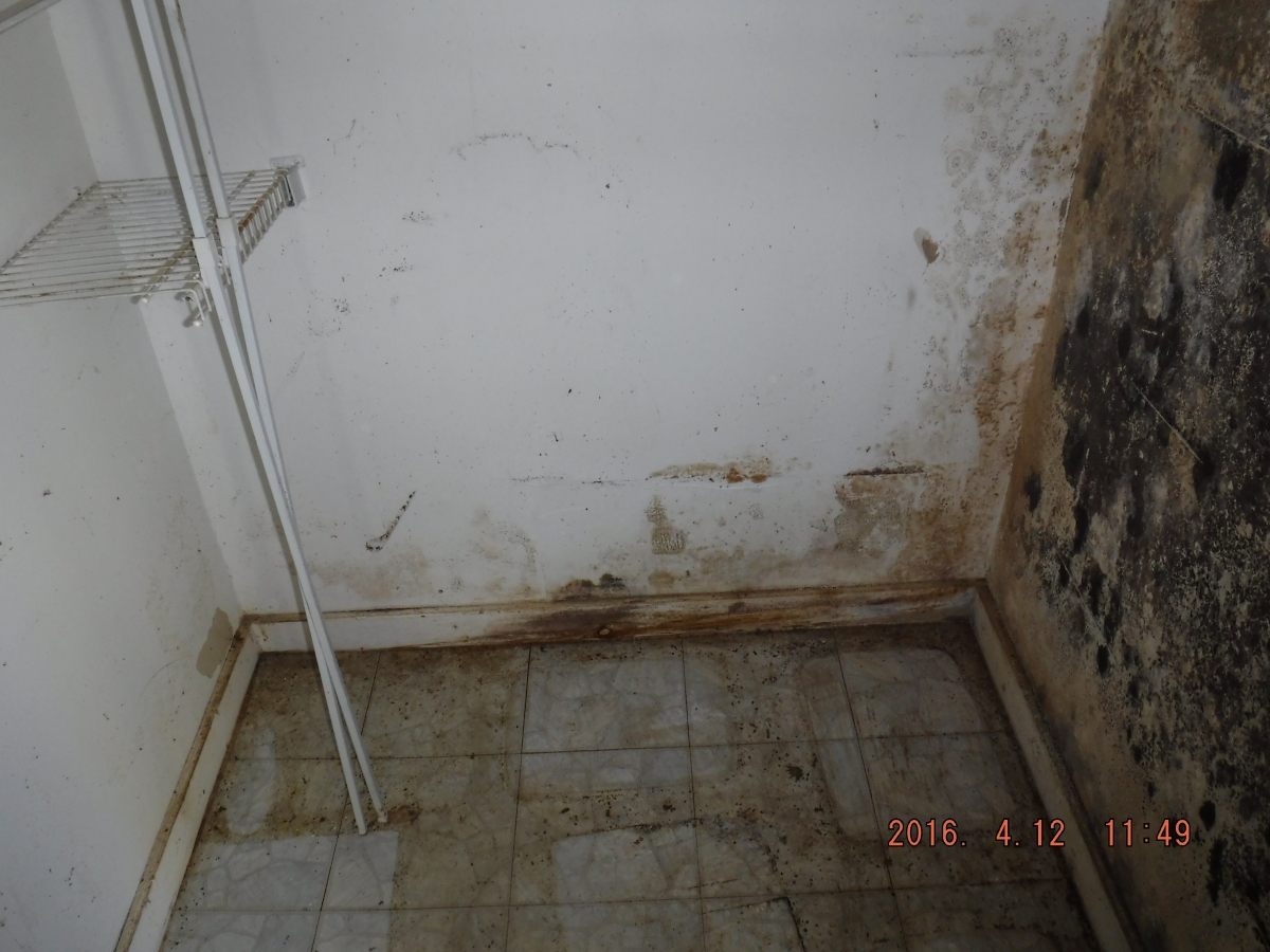 Black Mold Removal