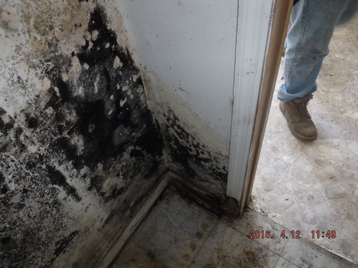 Black Mold Removal