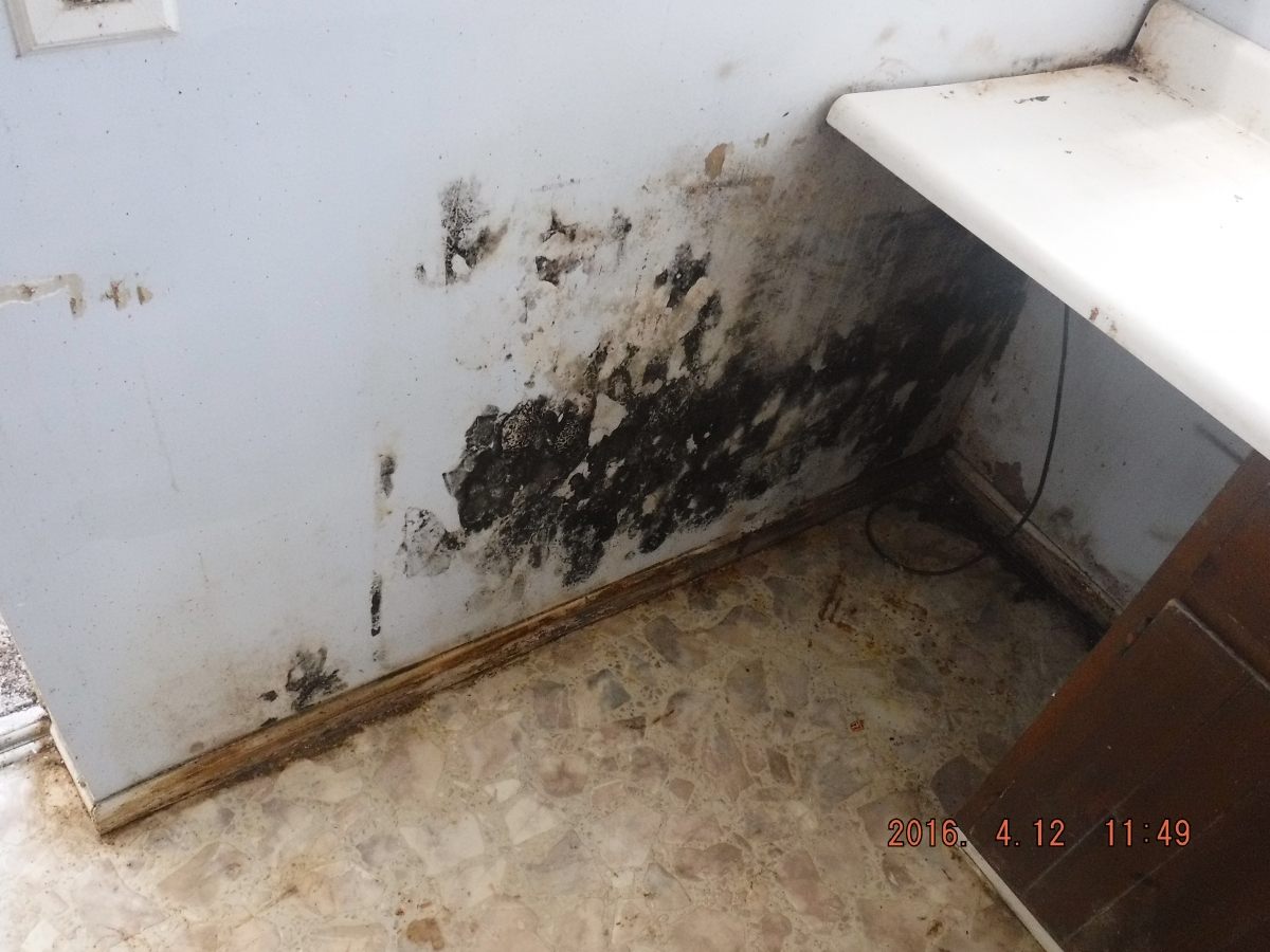 Black Mold Removal